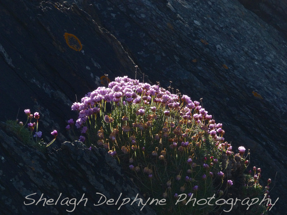 Sea Pinks on the cliffs