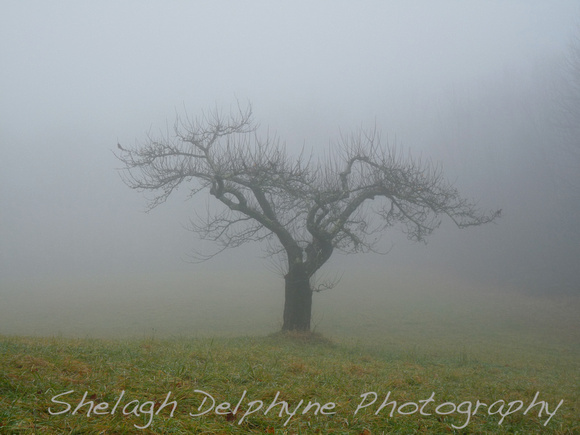 Apple Tree in the Fog