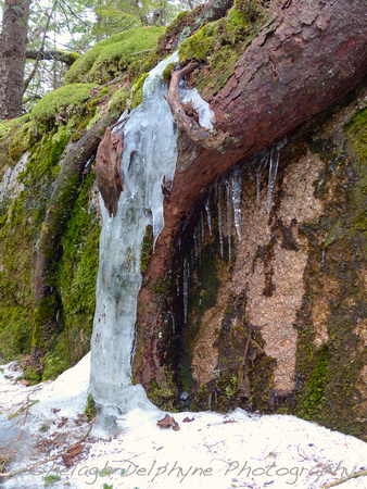 Tree Root and Icicles