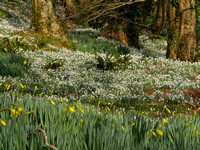 The Glory of Snowdrops
