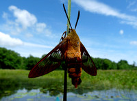 Humming Bird Moth