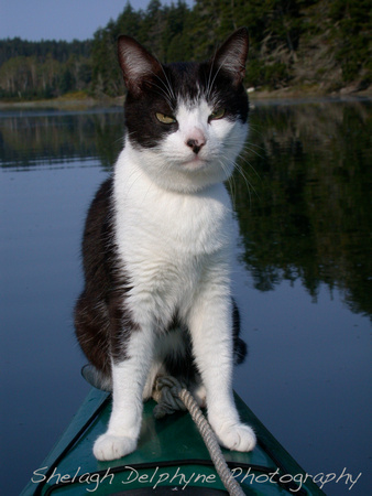 Kayaking Cat