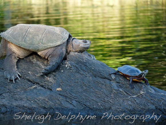 Snapping Turtle with Painted Turtle