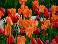 Red Orange Purple Tulips