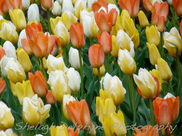 Orange White Yellow Tulips
