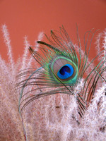 Peacock Grass