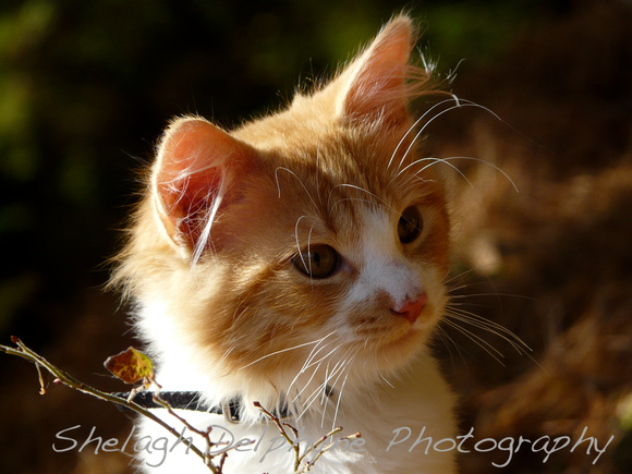 Autumn Kitten