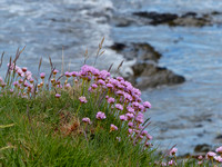 Sea Pinks on the cliffs