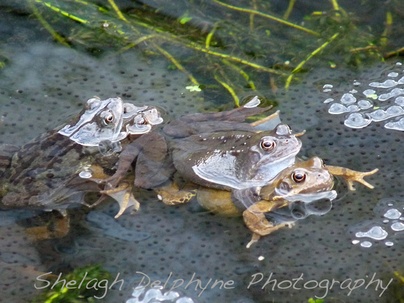Frogs with Spawn