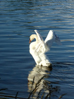 Swans near Pont Croesor