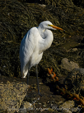 Egret