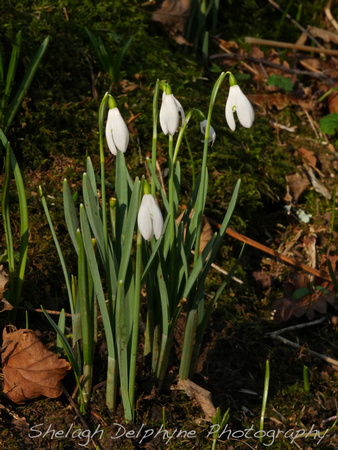 The Glory of Snowdrops