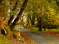 Photographs of Autumn Colours in Wales