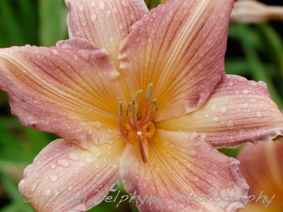 Day Lily in the Rain