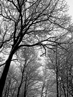 Early Snow in Black and White