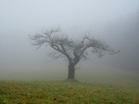Apple Tree in the Mist
