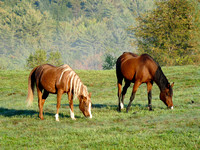 Horses at Bryant Pond