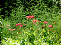 Poppies and Asparagas