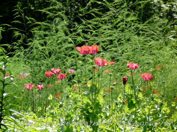 Poppies and Asparagas