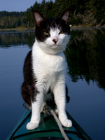 Kayaking Cat