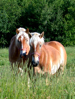 Belgian Horses