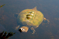 Snapping Turtle Swimming
