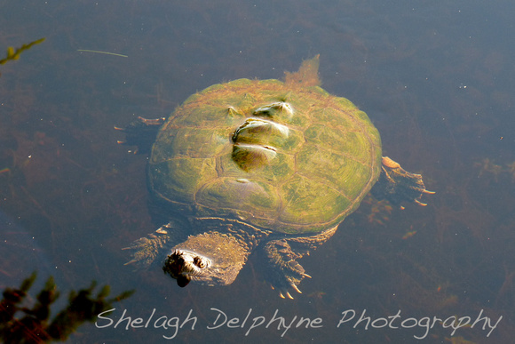 Snapping Turtle Swimming