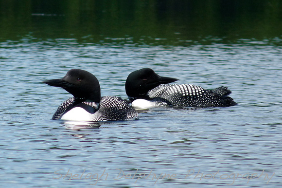 Loons in Maine