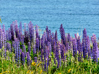 Lupins on the shore