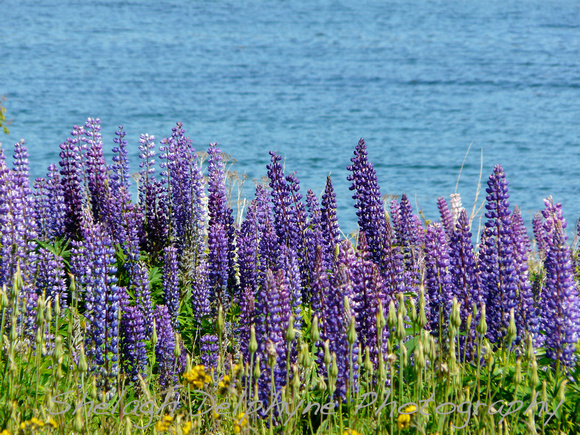Lupins on the shore