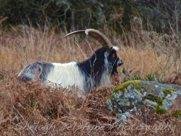 Feral Goat