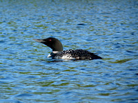 Loons in Maine