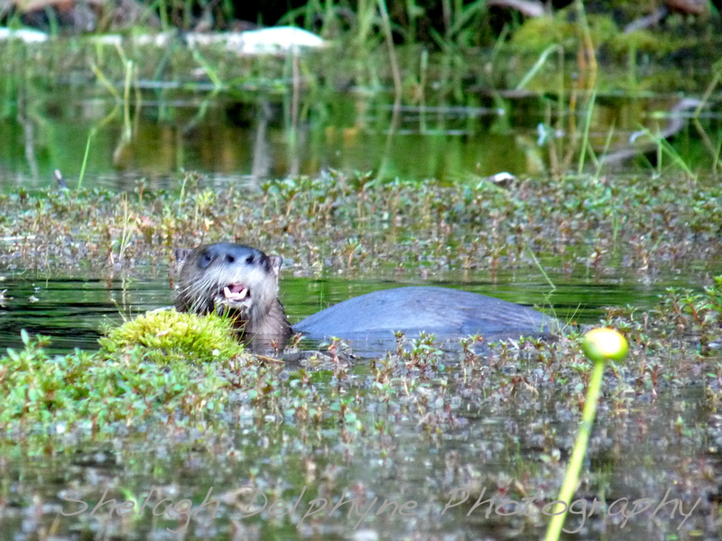 Shelagh Delphyne Photography Maine Wildlife Photography