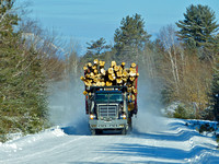 Logging Truck on The Golden Road