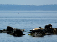 Harbor Seals in Maine