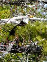 Bald Eagle in the Spring