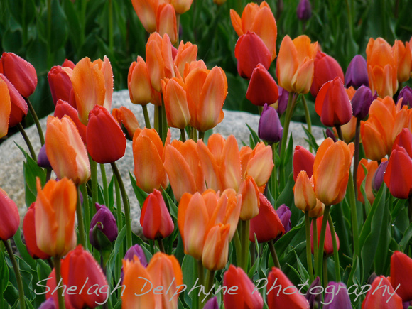 Red Orange Purple Tulips